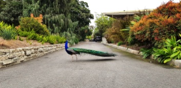 6. An(other) animal (5 pts) - Peacock at the LA County Arboretum and Botanic Garden