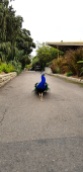 6. An(other) animal (5 pts) - Peacock at the LA County Arboretum and Botanic Garden